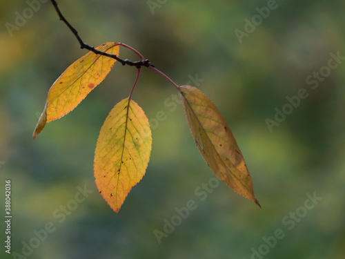 autumn leaves on the tree
