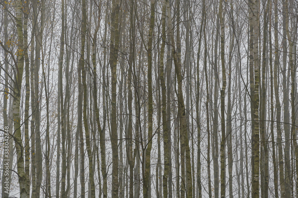 Obraz premium Brzozy