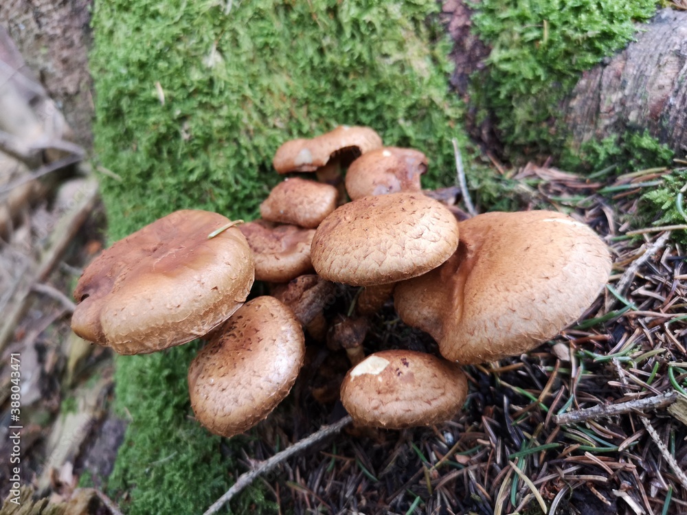 Champignons Champignons