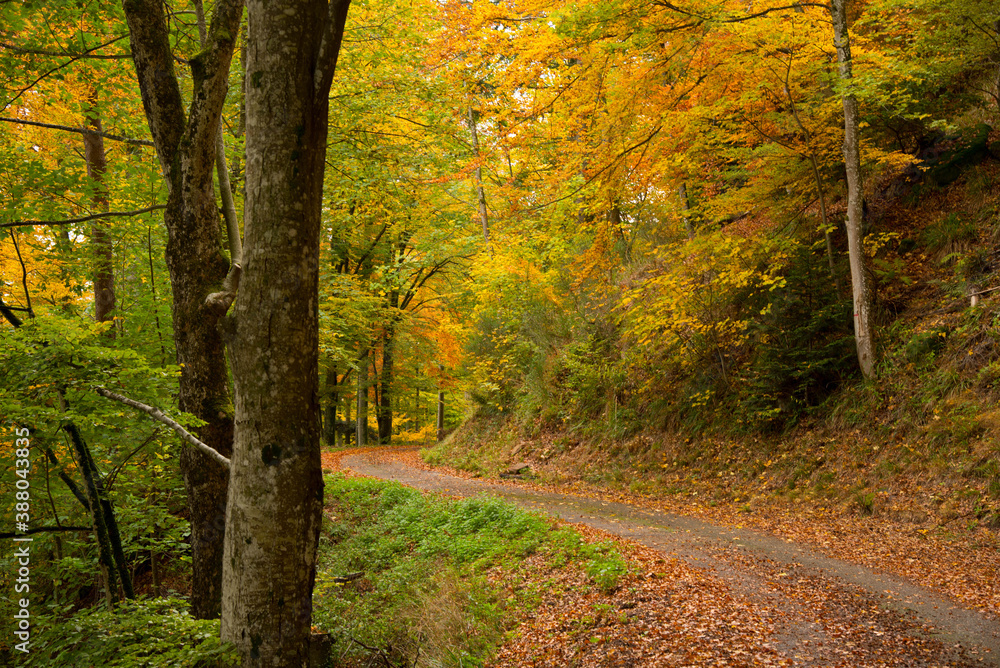 Herbstlicher Mischwald in den Vogesen im Herbst