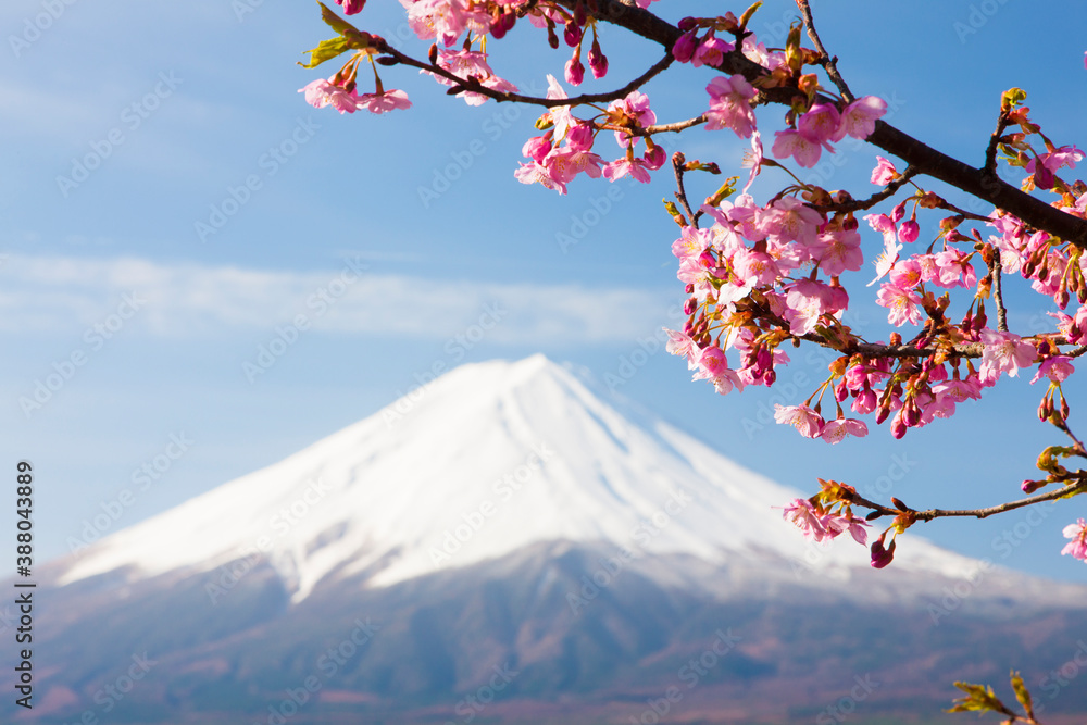 河口湖の桜と富士山