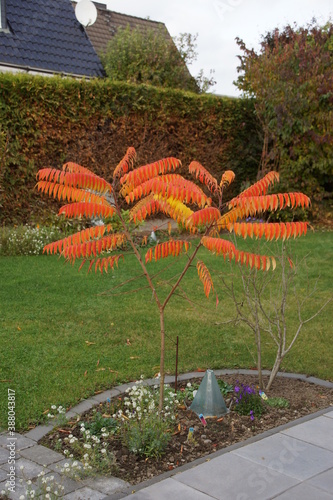 Junger Essigbaum oder Hirschkolbensumach 
Rhus typhina photo