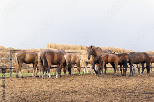 herd of brown horses at the Ichalkovsky stud farm