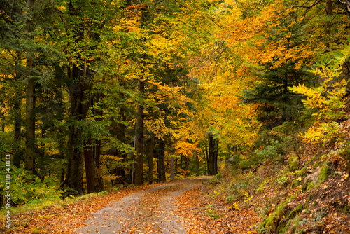 Herbstlicher Mischwald in den Vogesen im Herbst © Tanja Voigt 