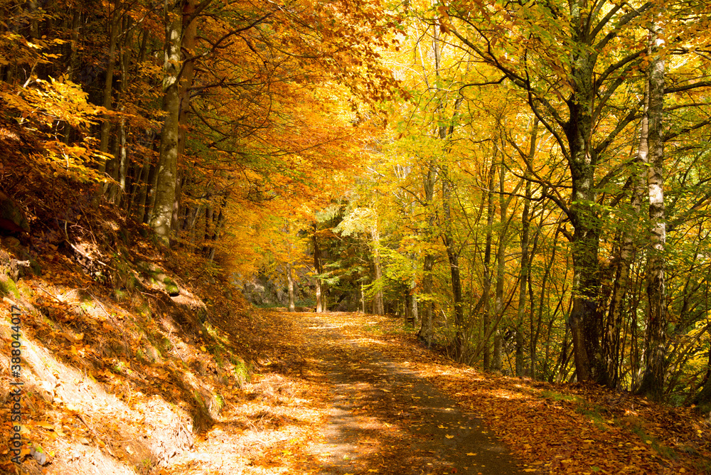 Herbstlicher Mischwald in den Vogesen im Herbst