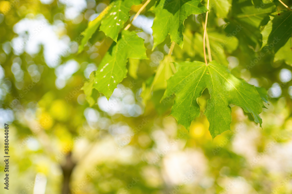 Natural background sun and autumn foliage Natural background sun and autumn foliage