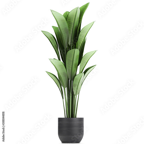tropical plants Strelitzia in a pot on a white background  
