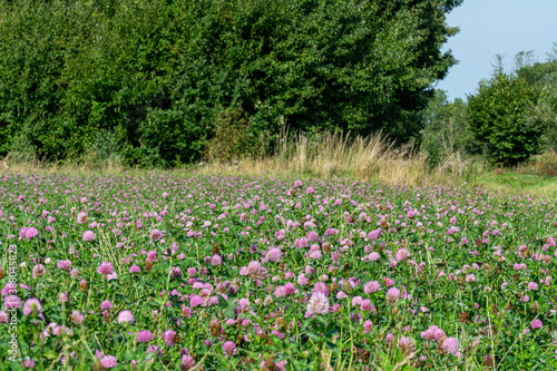 A field of pink clover flowers. Picture from Eslov, Scania county in Sweden