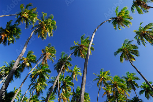 Skyward view of Kapuaiwa Coconut Palm grove on Molokai