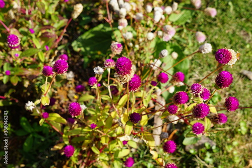 庭の花