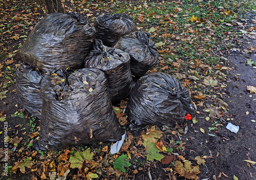 cleaning leaves in trash bags