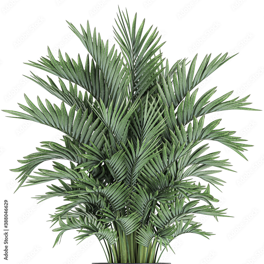 palm trees in a isolated on background
palm trees in a isolated on background