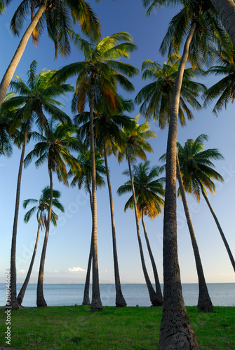 Royal Kamehameha Coconut Palm grove on Molokai at sunset © Reimar
