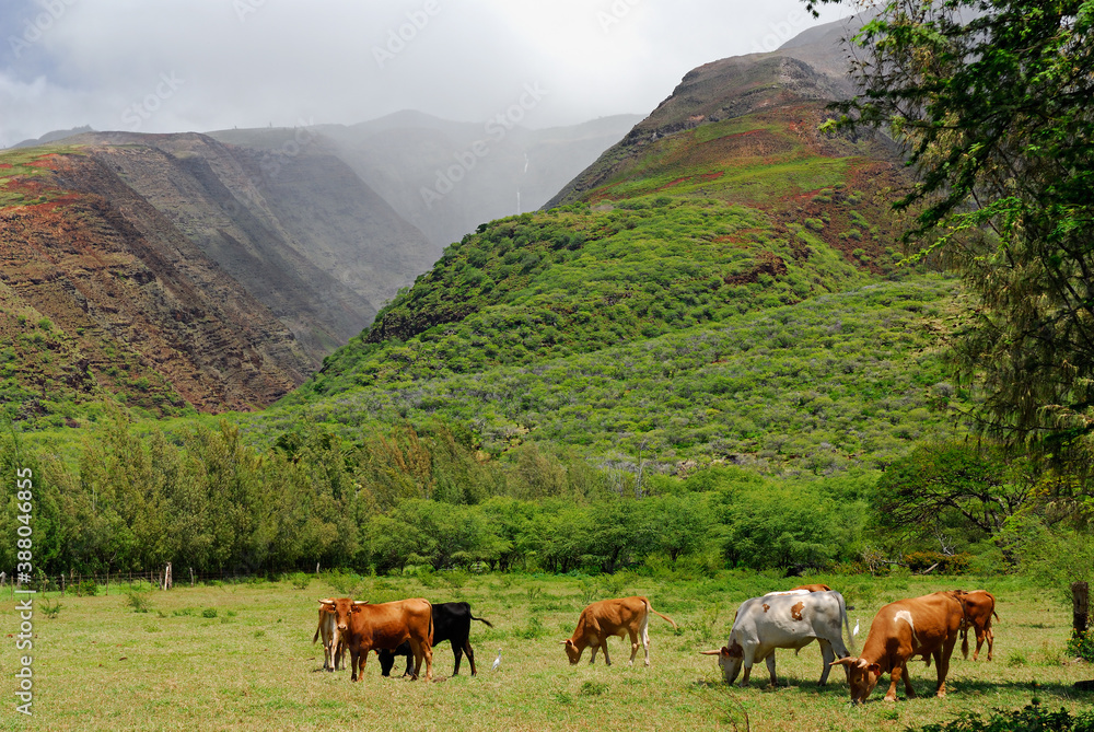 Fototapeta premium Cattle at Kamalo wharf with Kamalo Gulch on Molokai