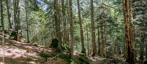 Forest background with green trees in the temperate broadleaf and mixed forests ecoregion in southwestern Europe