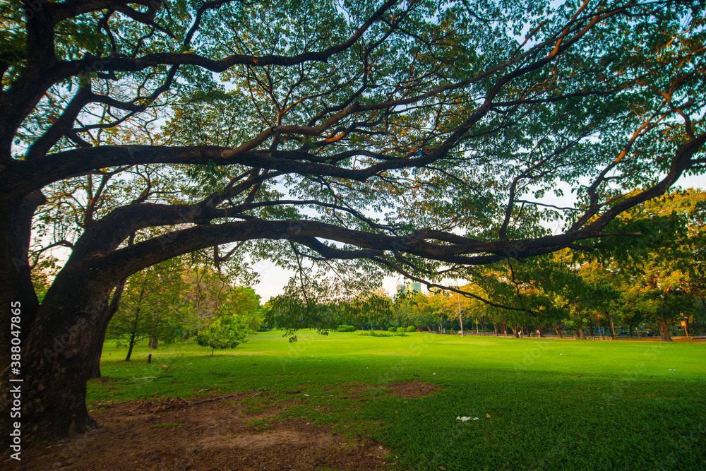 Fototapeta premium Green meadow tree city public park with sunset sky cloud