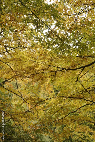 detalle hojas árbol en otoño