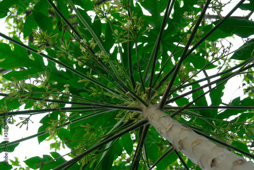 Male Flowering Papaya tree in the sacred Kalanikaula Kukui Grove