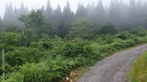 Flying off the path into misty mountain forest top tree line. photo