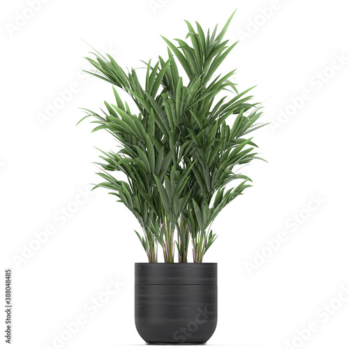 palm tree in a pot isolated on white background	
