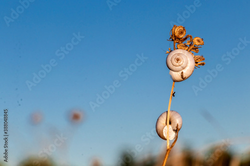 White Garden Snails Theba pisana on dry twig, Provence, Southern France photo