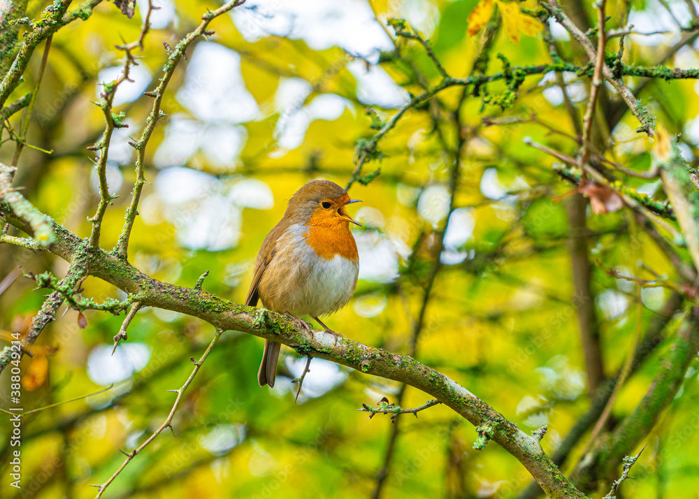 European Robin with stunning red breast singing and perched in hedgerow autumn winter christmas xmas card image European Robin with stunning red breast singing and perched in hedgerow autumn winter christmas xmas card image