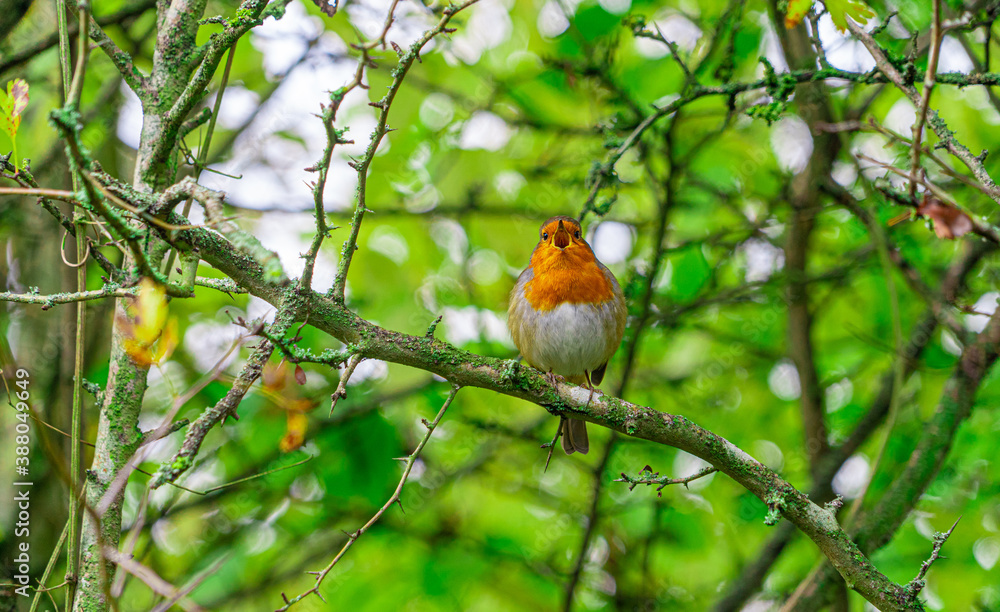 European Robin with stunning red breast singing and perched in hedgerow autumn winter christmas xmas card image European Robin with stunning red breast singing and perched in hedgerow autumn winter christmas xmas card image