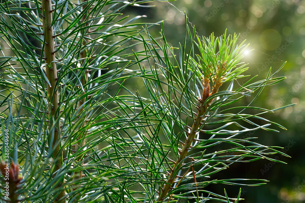 Fototapeta premium Pine branches close-up in the background light