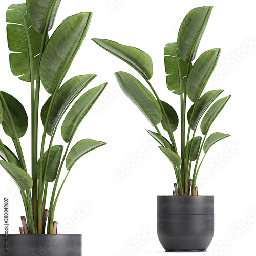 tropical plants Strelitzia in a pot on a white background	
 photo