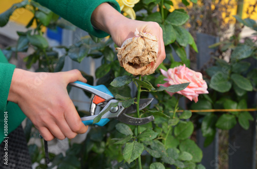 Fotografía A woman is deadheading, removing faded rose flowers using pruning shears to encourage new further blooms