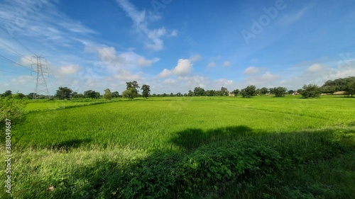 rice crop field in sunny day © luckbs