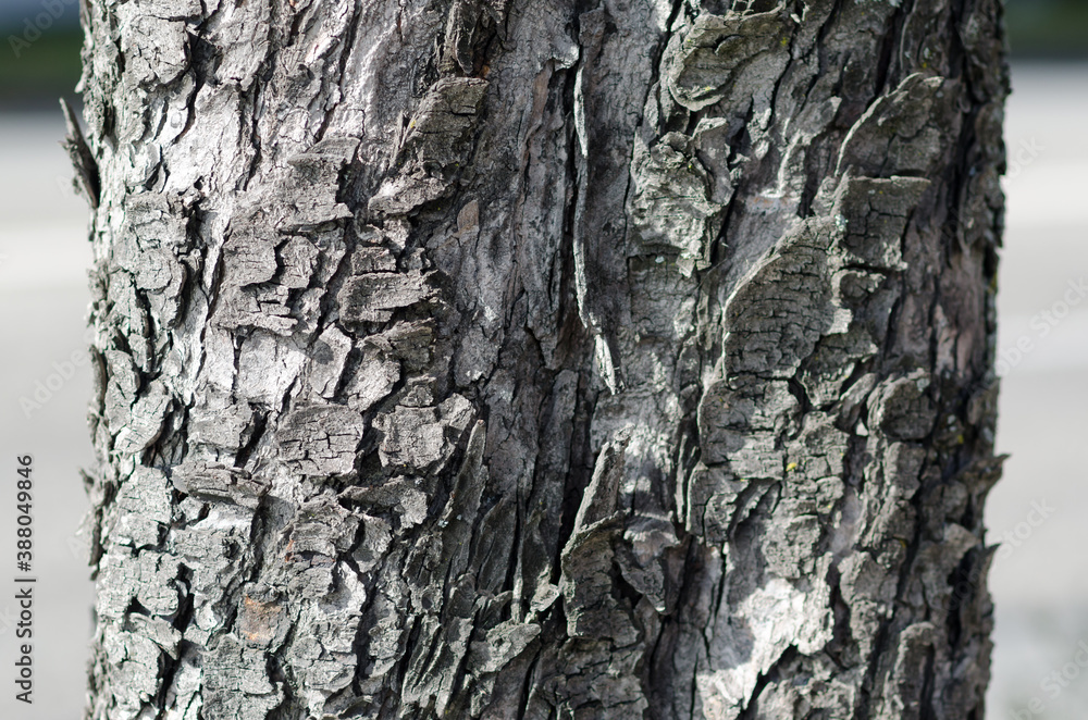 The bark is the skin of the trees, natural figures of furrows, fissures, lines, wrinkles, particular and fascinating; like human skin it bears signs of health, time and wounds. horse chestnut tree The bark is the skin of the trees, natural figures of furrows, fissures, lines, wrinkles, particular and fascinating; like human skin it bears signs of health, time and wounds. horse chestnut tree