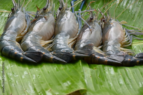 Fresh Shrimps or Prawns over Banana Leaf photo