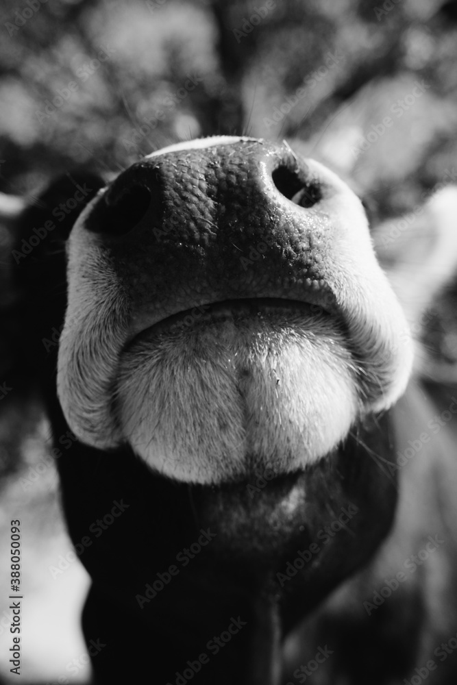 Cute cow nose close up being curious. Cute cow nose close up being curious.