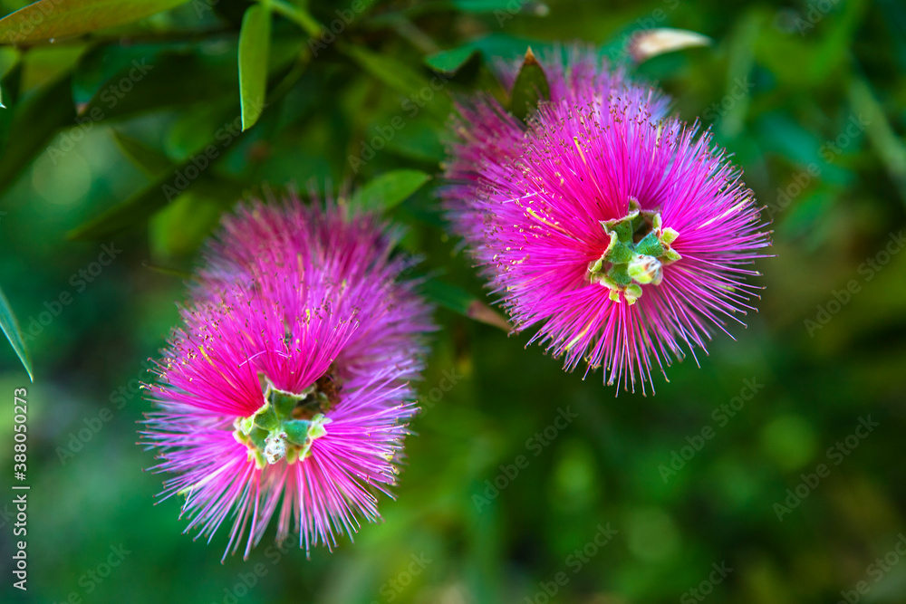 Obraz premium Close-up of pink Bottlebrush (Callistemon), in Carreg Dhu Garden, St. Mary's, Isles of Scilly, England, UK