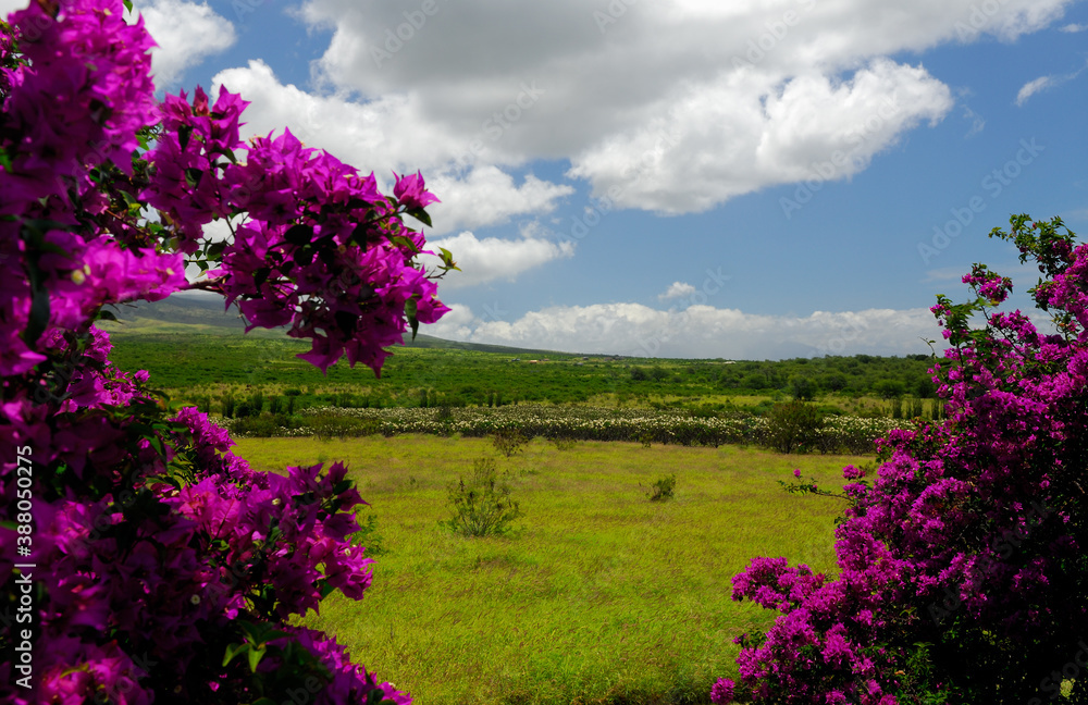 Plumeria orchard seen through pink bougainvillea on Molokai Plumeria orchard seen through pink bougainvillea on Molokai