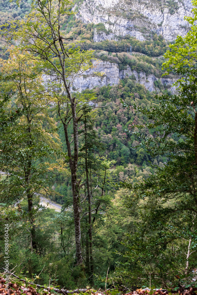 Forest background with green trees in the temperate broadleaf and mixed forests ecoregion in southwestern Europe