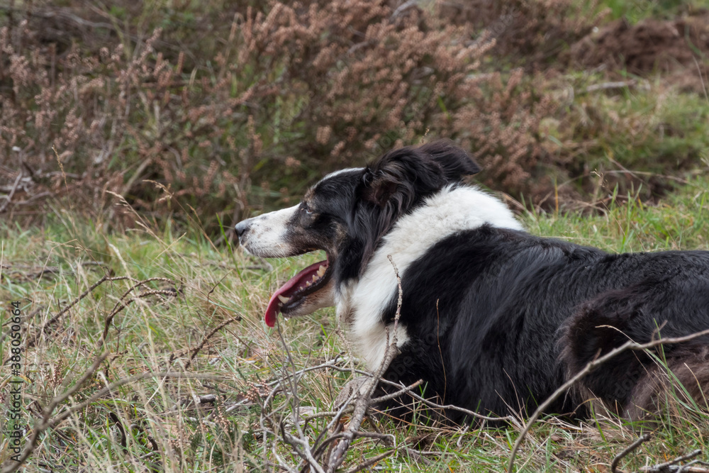 a border collie lies on the ground while herding a flock of sheep a border collie lies on the ground while herding a flock of sheep