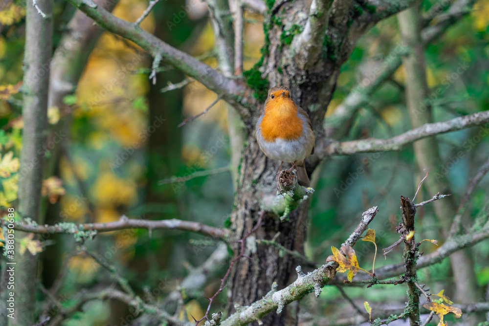 European Robin with stunning red breast singing and perched in hedgerow autumn winter christmas xmas card image European Robin with stunning red breast singing and perched in hedgerow autumn winter christmas xmas card image