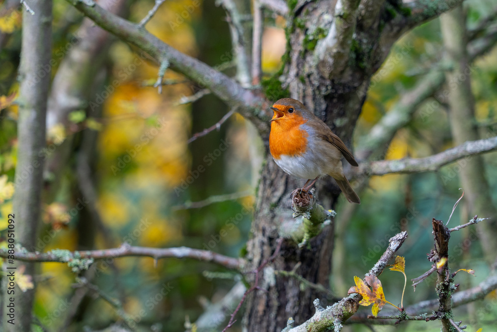 European Robin with stunning red breast singing and perched in hedgerow autumn winter christmas xmas card image