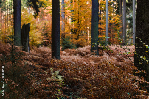 Herbst Wasser und Wald 