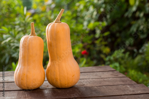 pair of cute Bottle shaped pumpkin/Butternut squash on a wooden table in the garden, copy space for text, autumn harvest outside