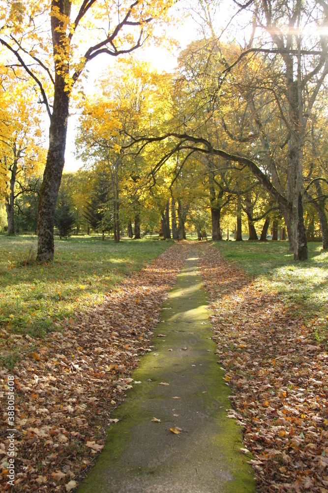 Walking path through a park in autumn. Old asphalt covered in green moss lined by a falen leaves. Walking path through a park in autumn. Old asphalt covered in green moss lined by a falen leaves.