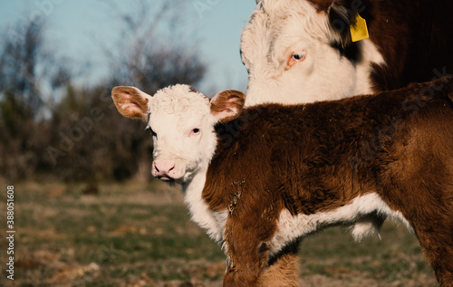 Hereford calf with momma cow close up for beef cattle farm in agriculture. photo