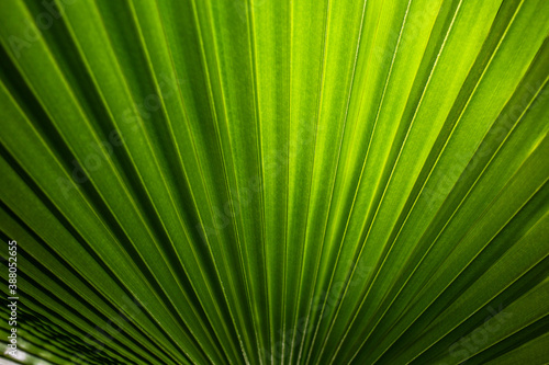 Close up view of a green wide palm leaf.