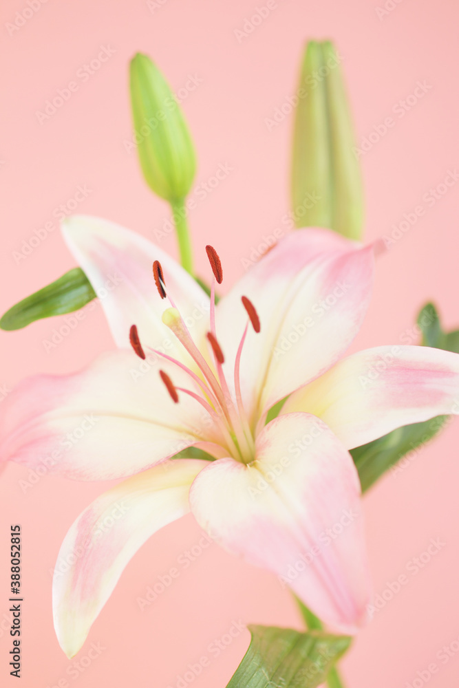 Fototapeta premium ユリ