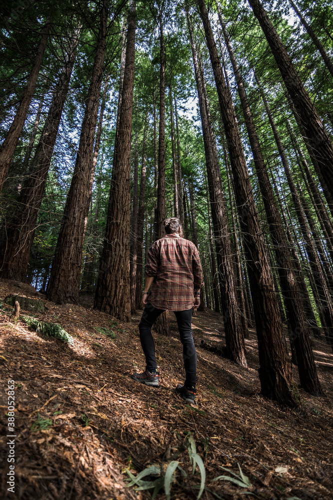 Man looking up in a redwood forest Man looking up in a redwood forest