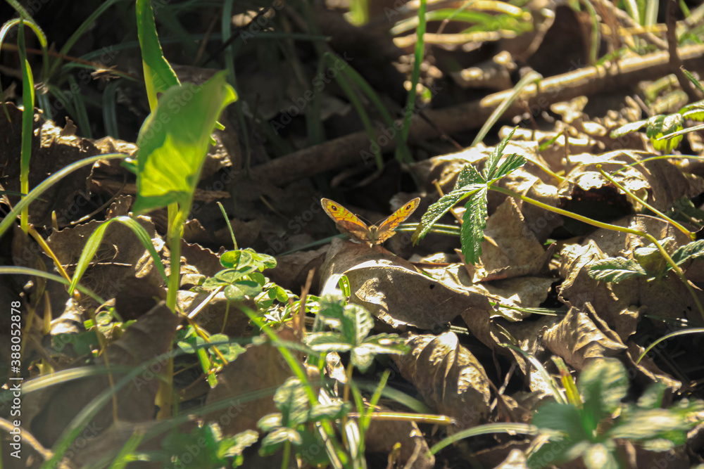 Butterfly on a dry leaf in dense undergrowth of leaves and grass in an autumn scenary Butterfly on a dry leaf in dense undergrowth of leaves and grass in an autumn scenary