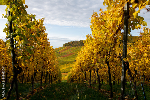 Fototapeta Naklejka Na Ścianę i Meble -  Herbststimmung in den Weinbergen, späte Sonneneinstrahlung läßt das Weinlaub an den Rebstöcken in warmen Farben leuchten.