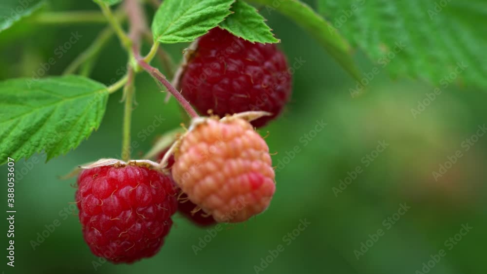 Raspberries on a Bush in Closeup Raspberries on a Bush in Closeup